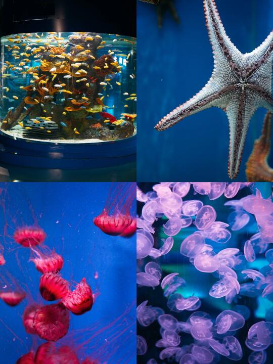 昆明｜探秘花都海洋馆的宝藏角落🐠🌊