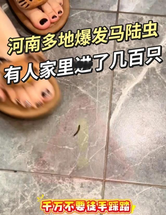 河南多地爆发马陆虫，家里看到千万别踩！最近不少河南网友反映，家中大批涌入马陆虫，