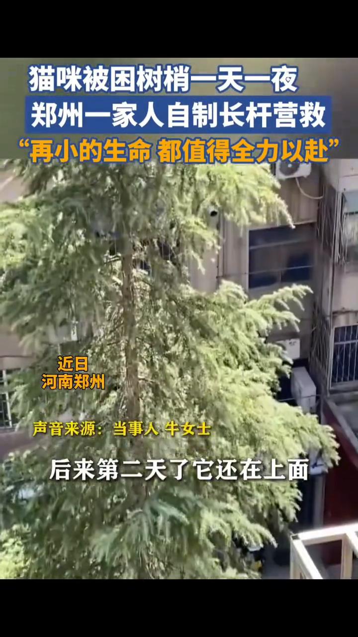 猫咪被困树梢一天一夜，郑州一家人自制长杆营救，"再小的生命都值得全力以赴"。
近