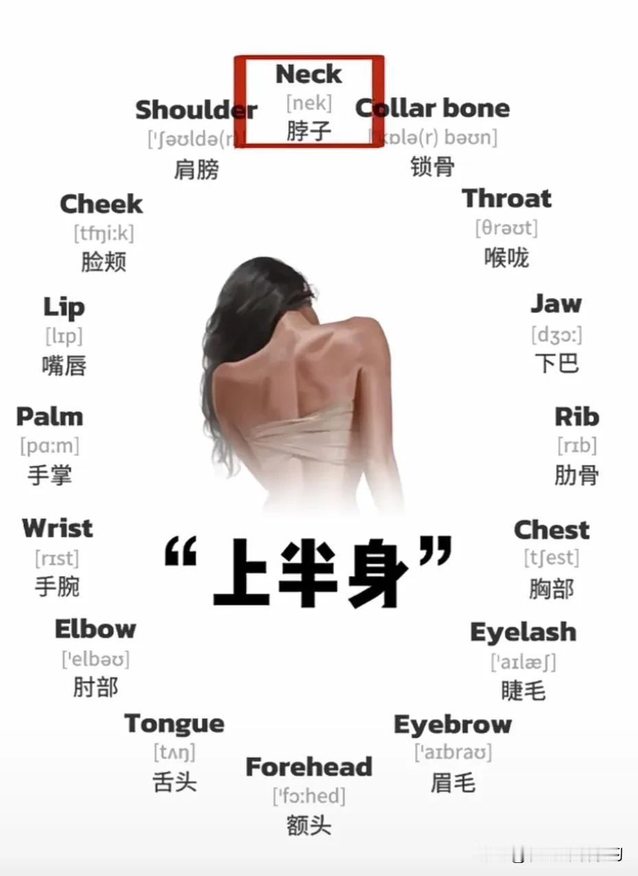 跟“上半身”有关的英语词汇