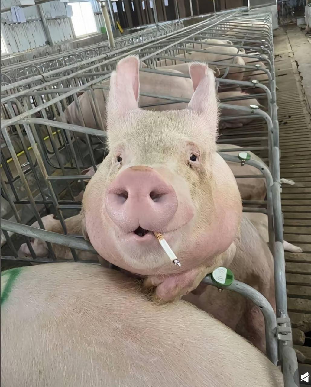 清华硕士放弃大厂offer去养猪，一年净赚百万，他的选择让同学沉默了
 
清华硕