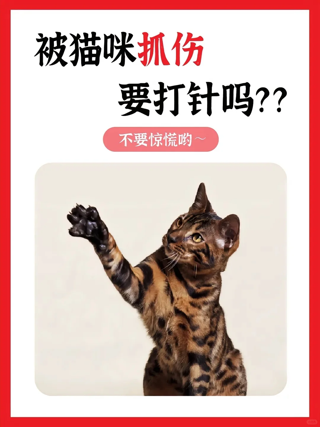 被家里的猫抓了要打疫苗吗？破皮出血这样做