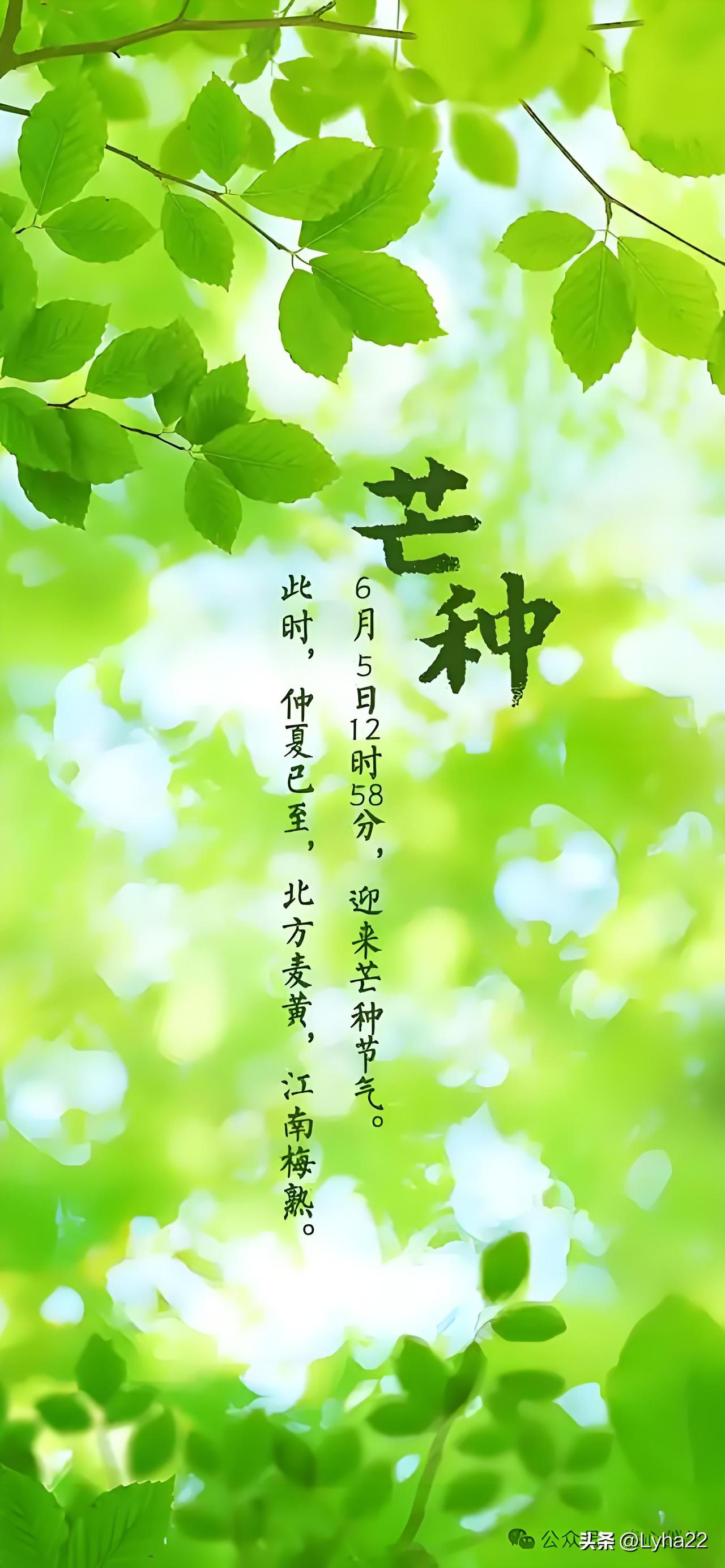 今日芒种，一年最忙的季节到了。

 芒：麦类等有芒作物成熟，抓紧收割；

种：夏