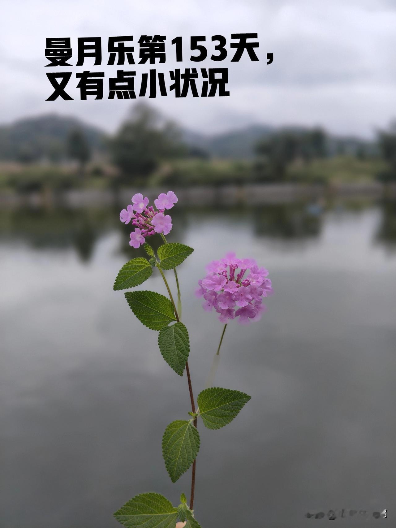 子宫内膜息肉单纯性增生上曼月乐的第153天……

没有公主命，却得了公主病，曼月