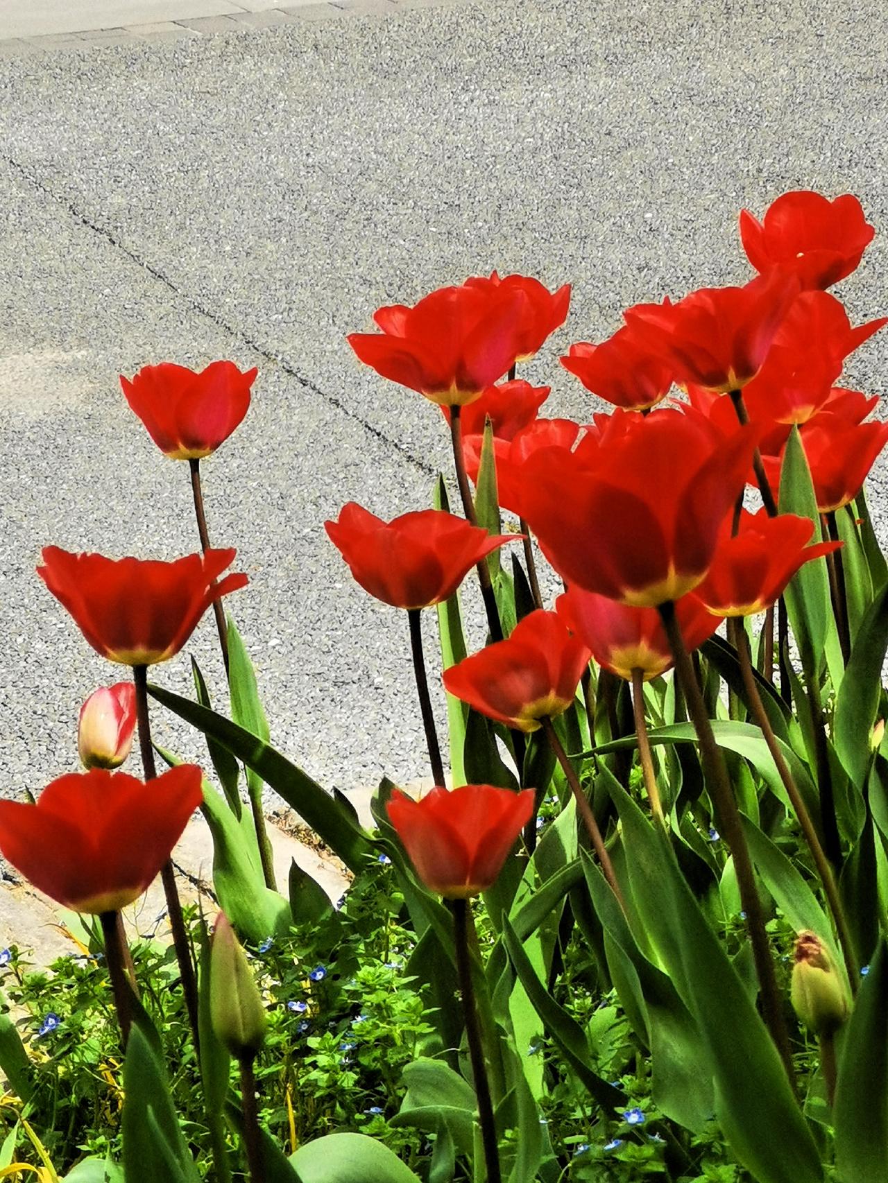 郁金香的花形，仿佛盛满琼浆的高脚酒杯，谁能不喜爱这迷人的郁金香呢？