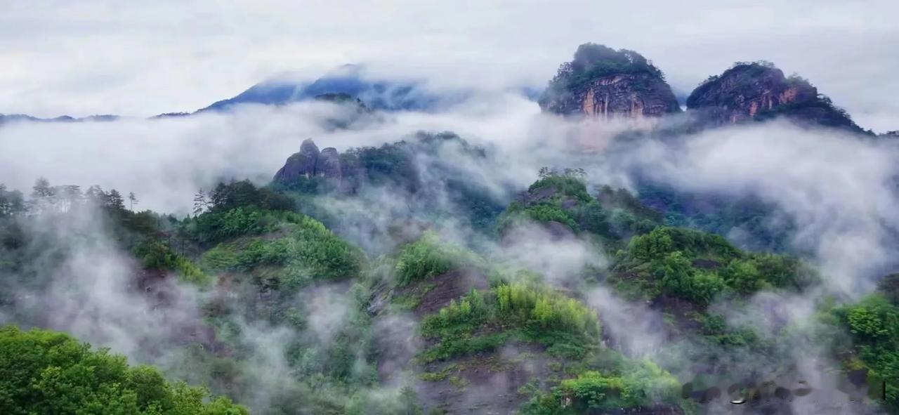 **茶烟袅袅处，春意满唇间**  

清晨的武夷山，薄雾如纱，轻轻笼着漫山的茶园