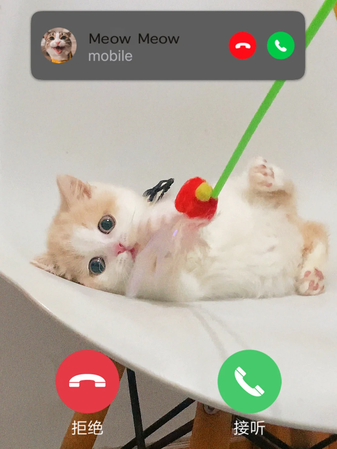 乳白矮脚弟弟|你的心动小猫来电☎️