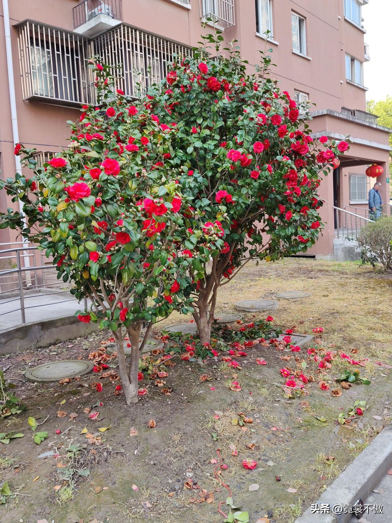 晒一晒手机里的一组山茶花图片