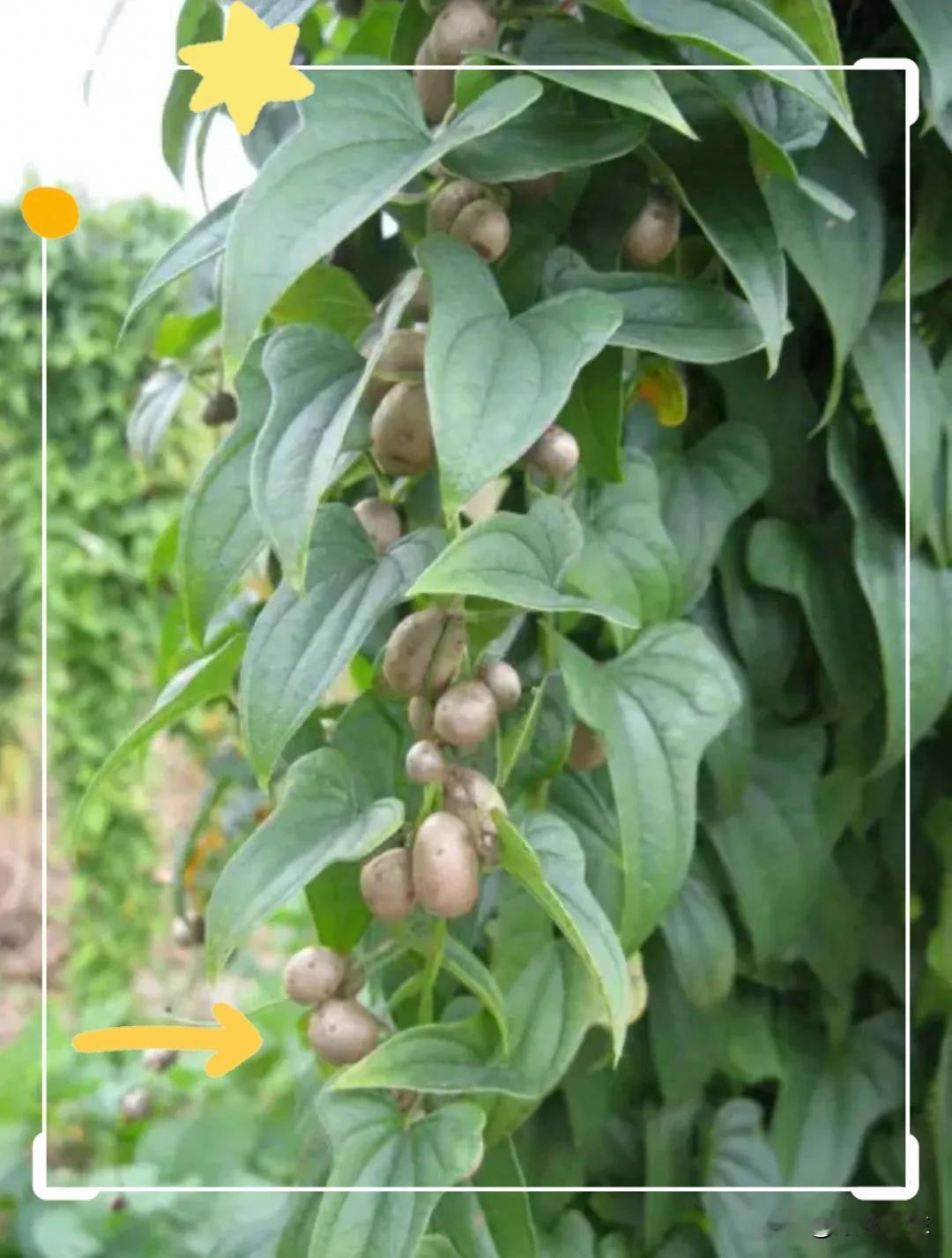 现在这个时候就是吃野生山药的季节，因为冬季来临了，需要滋补身体，但是很多人却不认