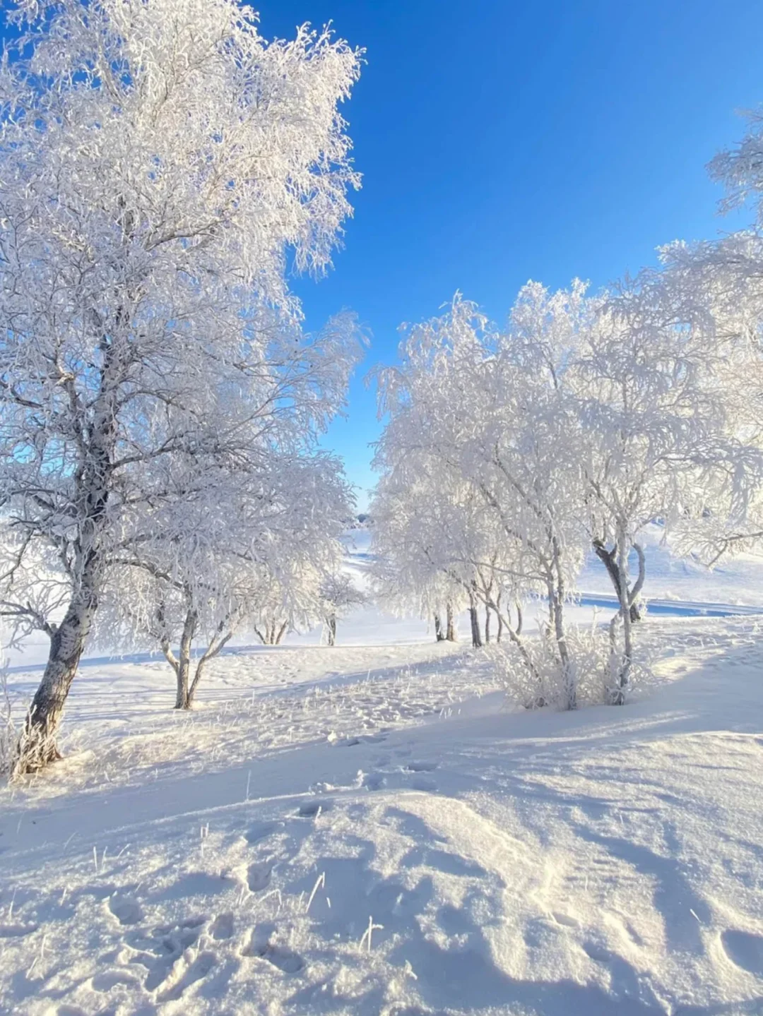 北京出发5h抵达！雪景不输东北的林海雪原