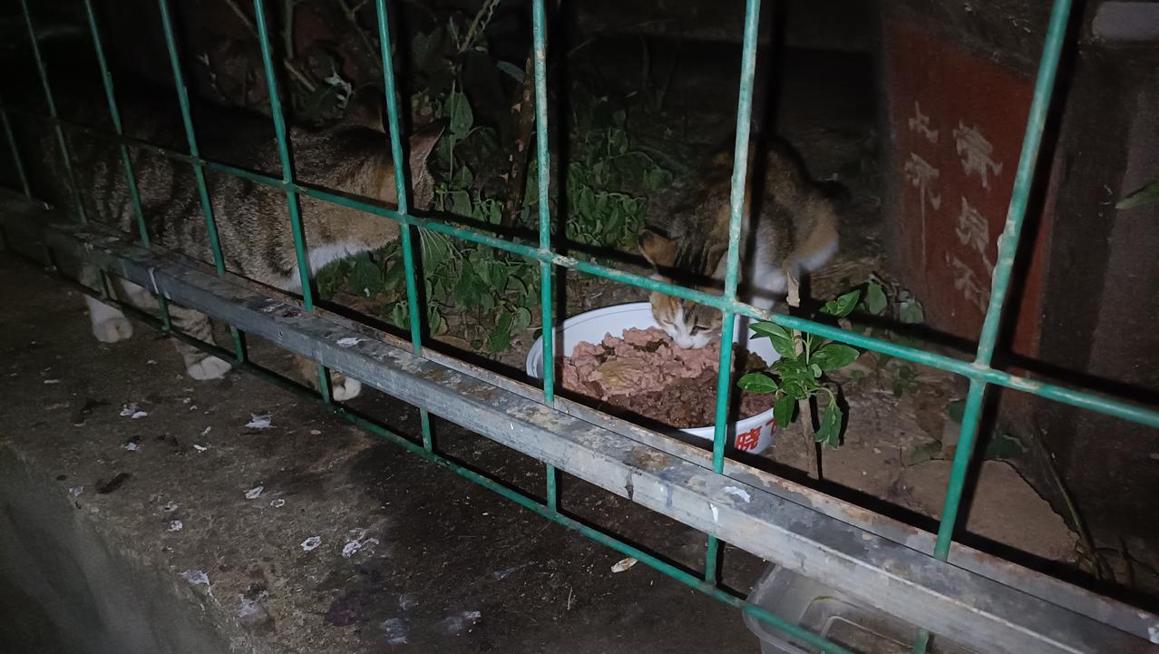 垃圾站投喂流浪猫日常:今晚喂猫晚了些，流浪猫一直在等候，口炎猫这几天也一直都在，