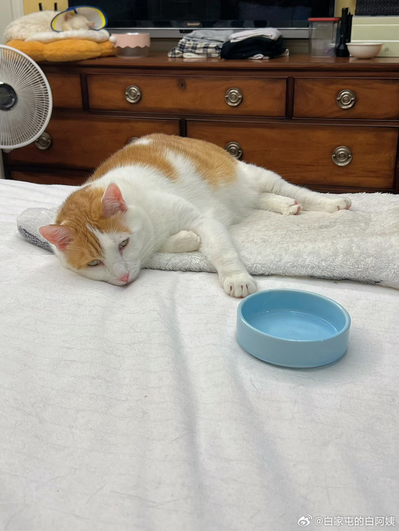 越来越觉得，猴猴才是靠的住的猫，以后给我养老，床前伺候端屎端尿这事只能靠他了