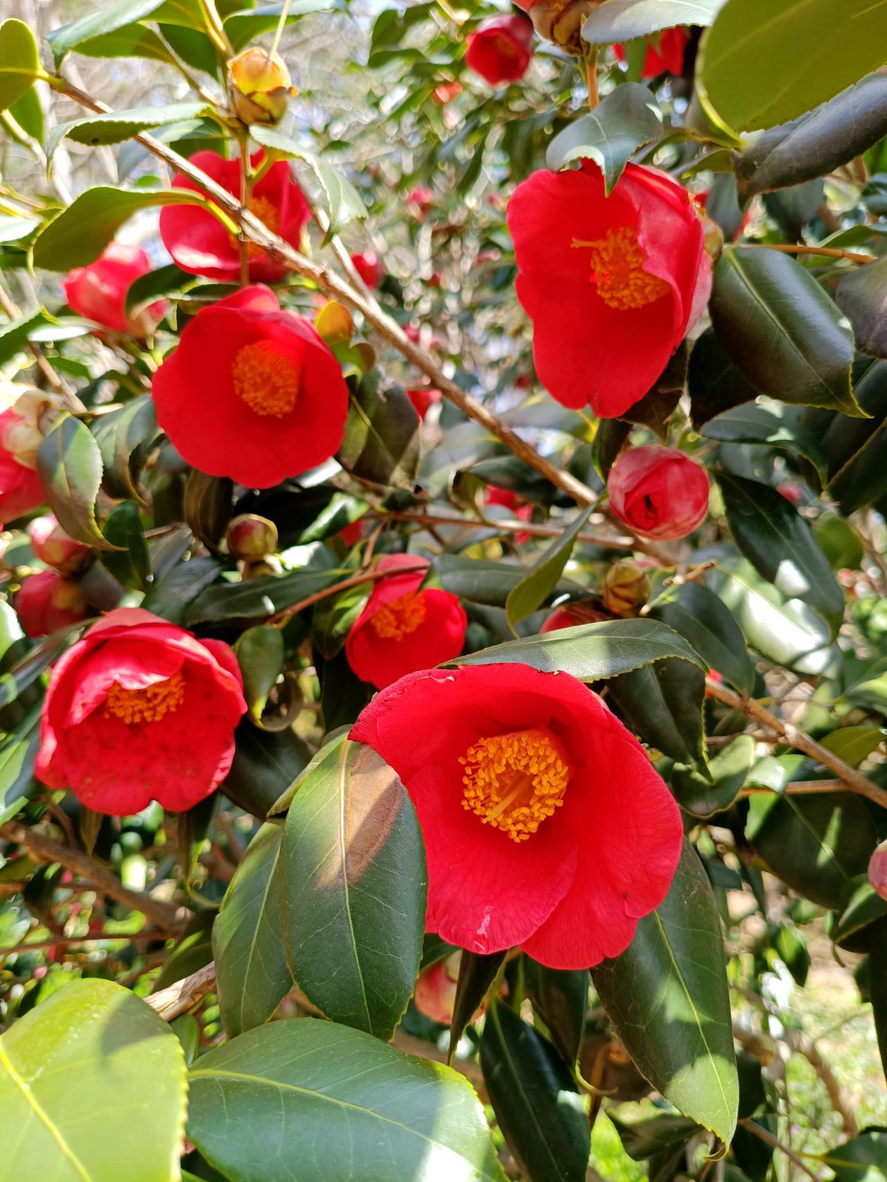 今天去青岛植物园溜达一圈，意犹未尽又从植物园往中山公园走去。

    在路上看