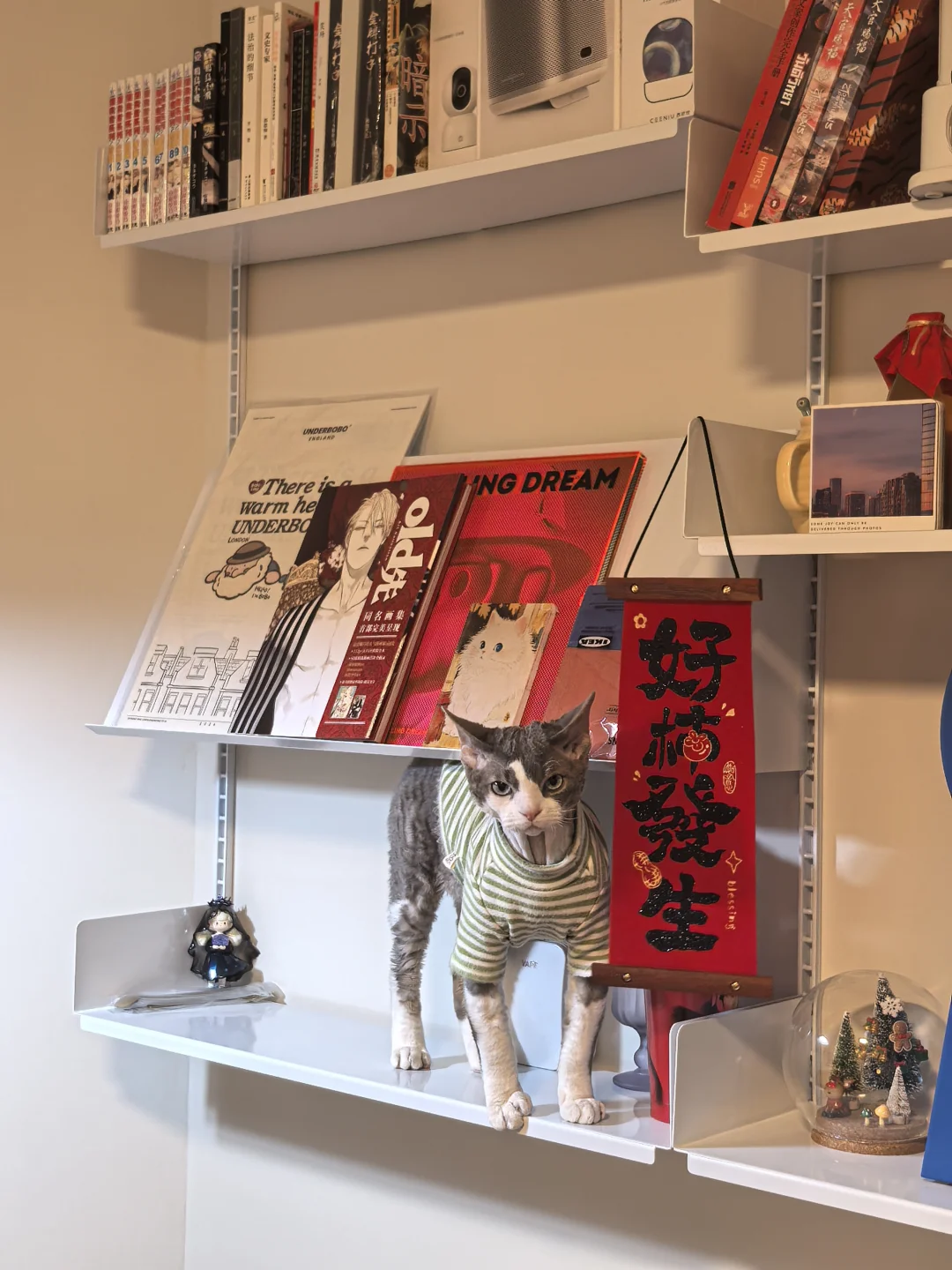 小猫再也不用搬家咯