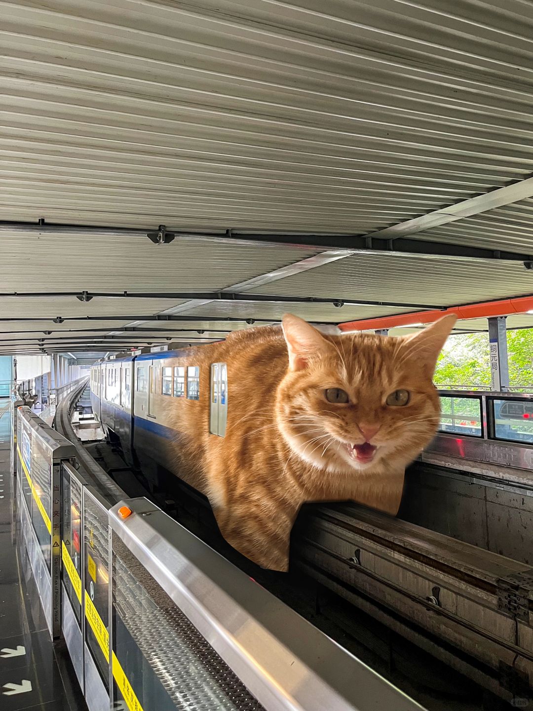 还有谁没坐过重庆的猫猫车🍊～