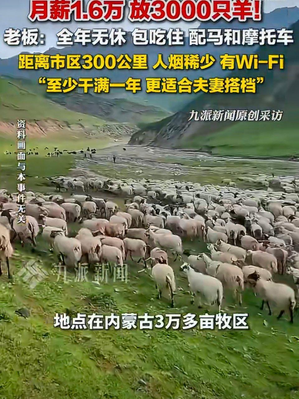 月薪1.6万招人放羊包吃住有WiFi不要光看到月薪1万6啊，那是3000只羊啊！
