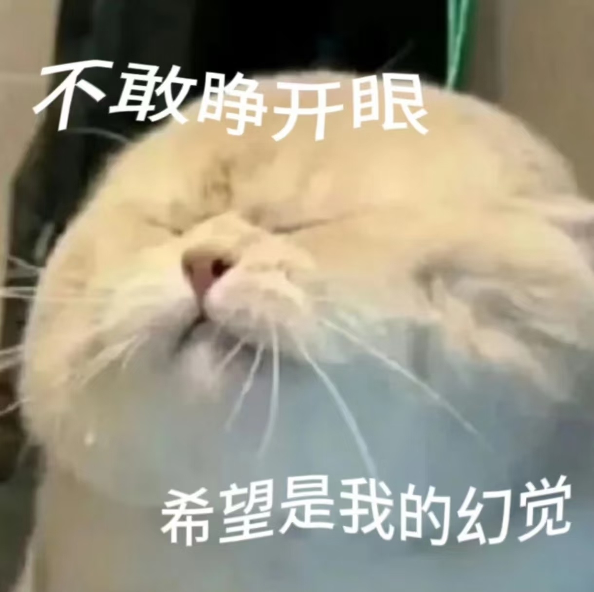 网警发布五一AI防骗指南自从我给父母看过AI我家小猫做饭的视频，我觉得他们对AI