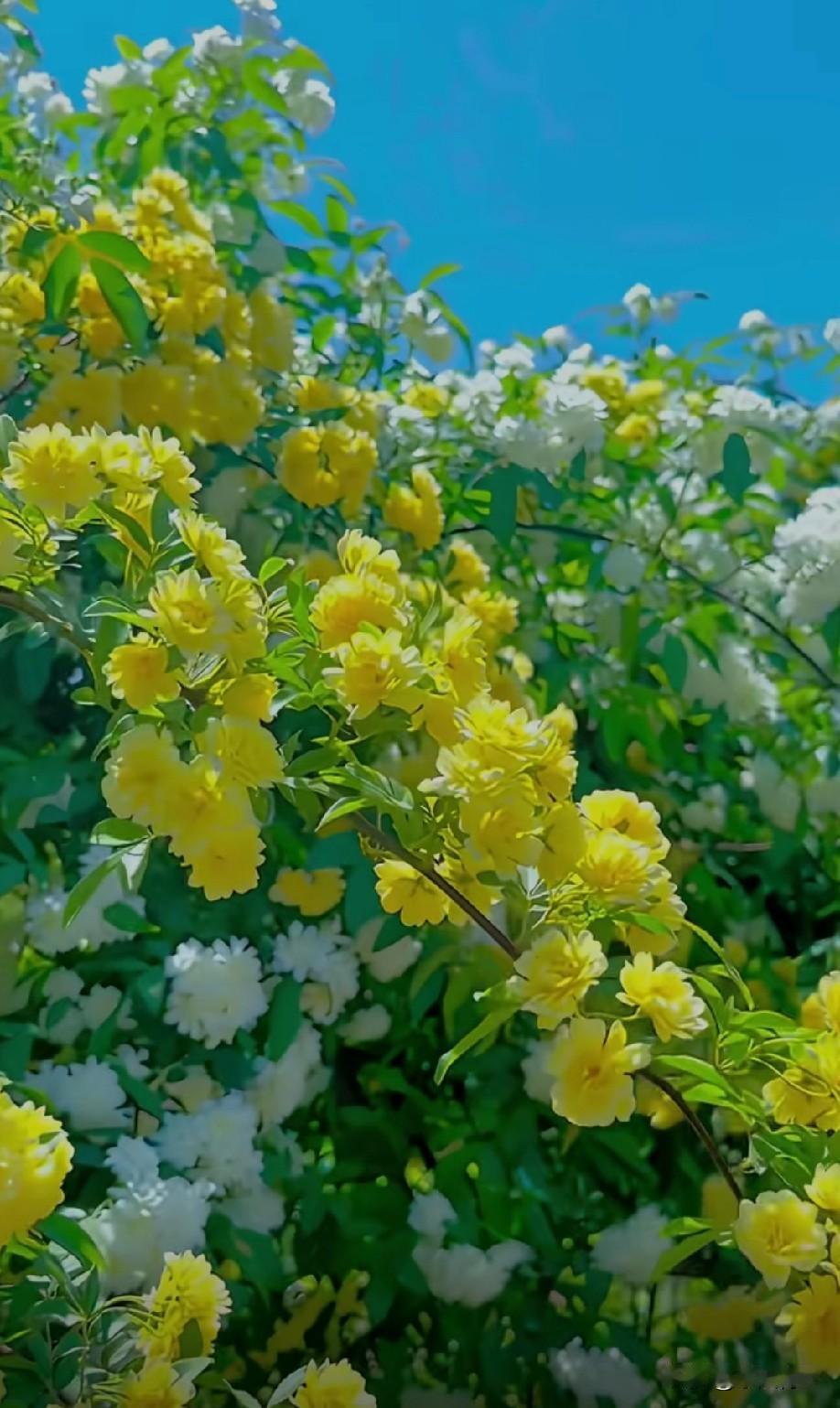 人到中年才懂，
遗憾哪是写在纸上的字，
是心里没拆封的信。
年轻时总觉得爱要轰轰