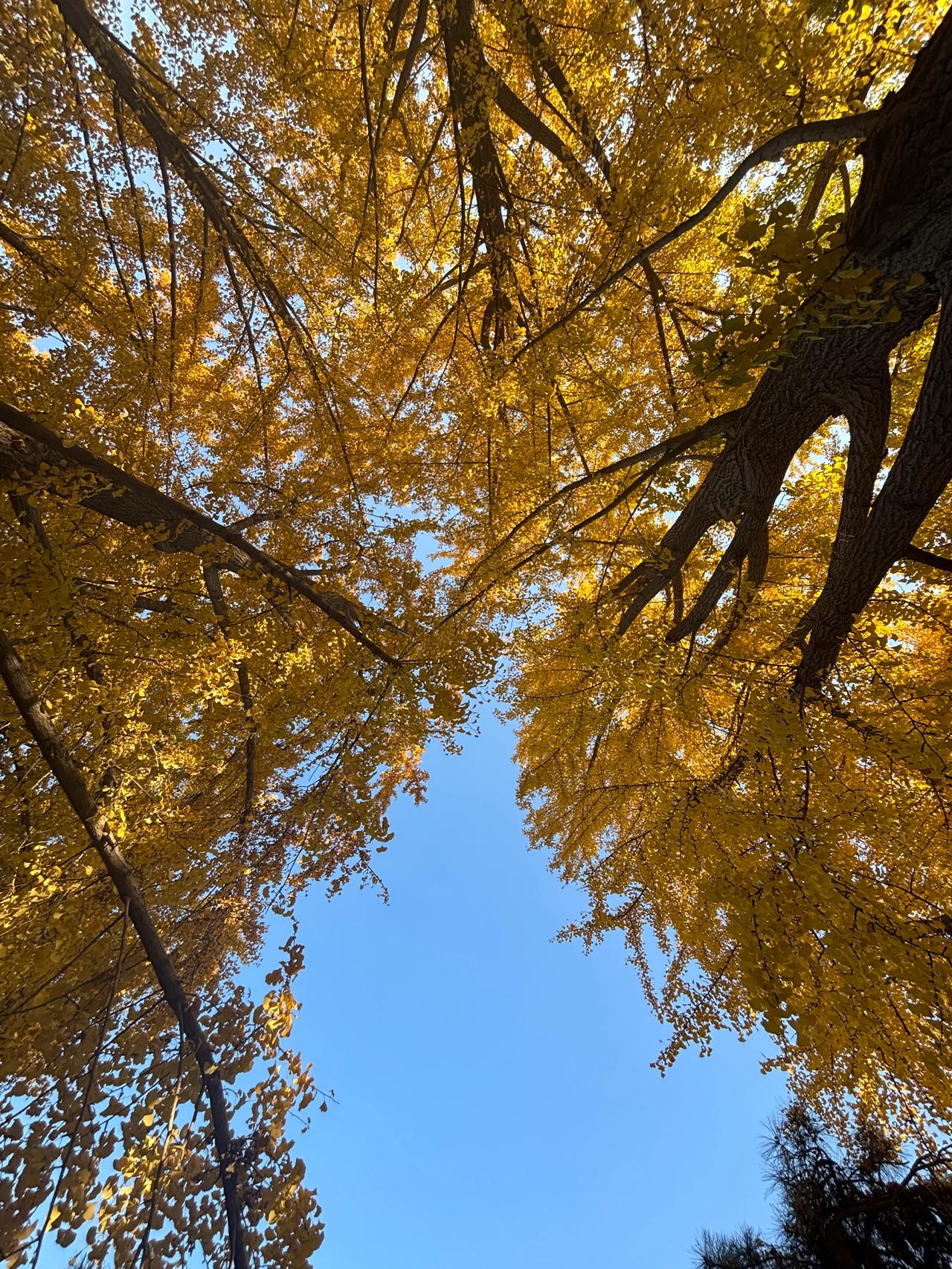 今天听别人介绍一个绝招，可以让放屁没声音，不那么尴尬，还挺实用的[捂脸][捂脸]