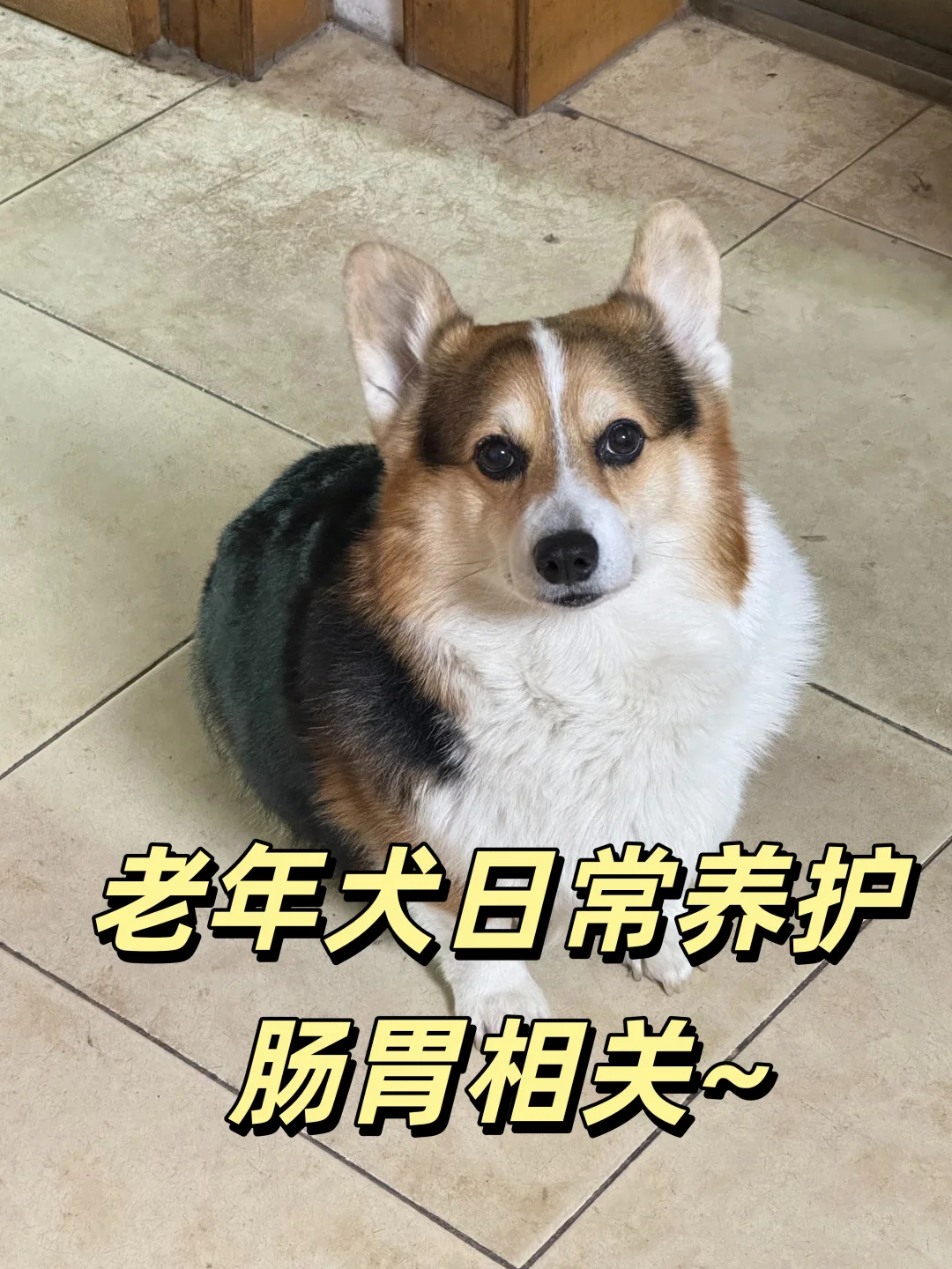 10岁老年犬日常养护分享（肠胃篇）