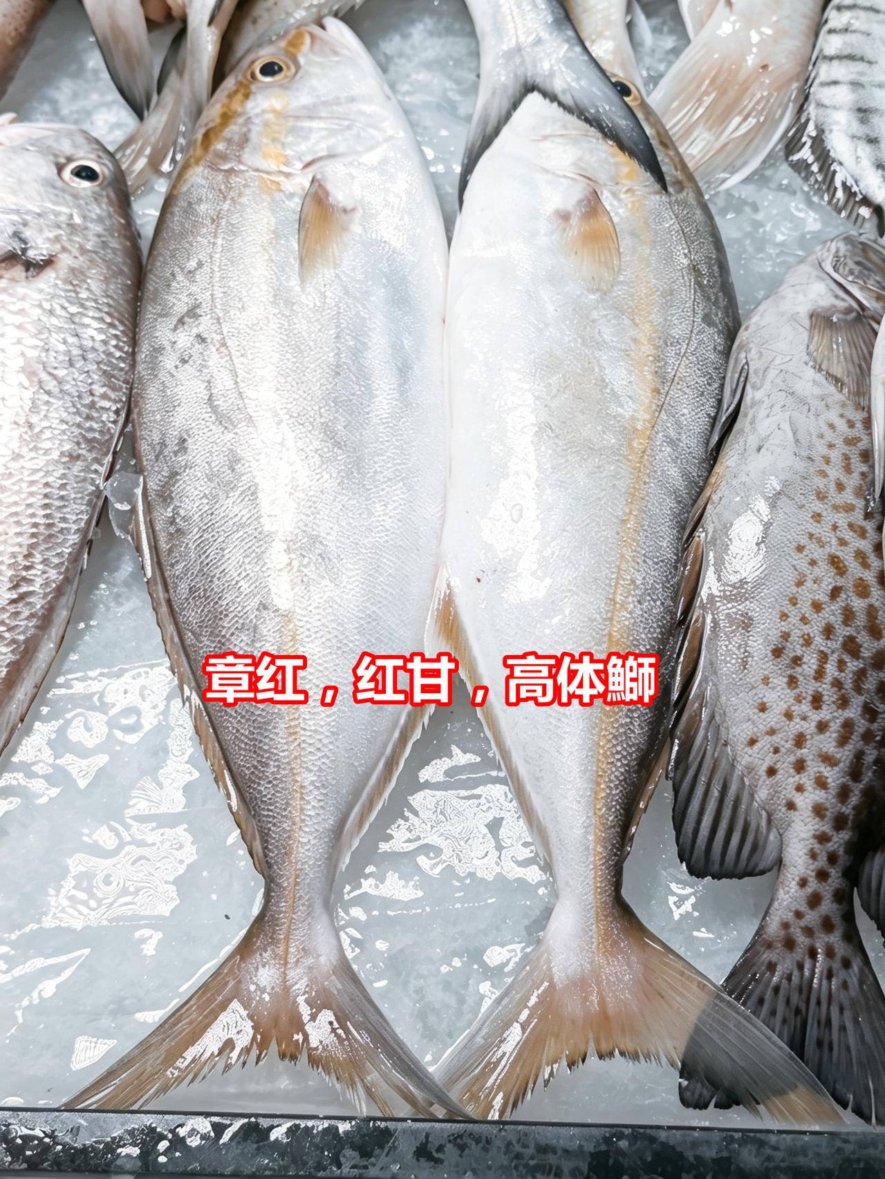 市场博物：6种冰鲜海鱼，2026.09.02。

1、章红，红甘，高体鰤，
2、