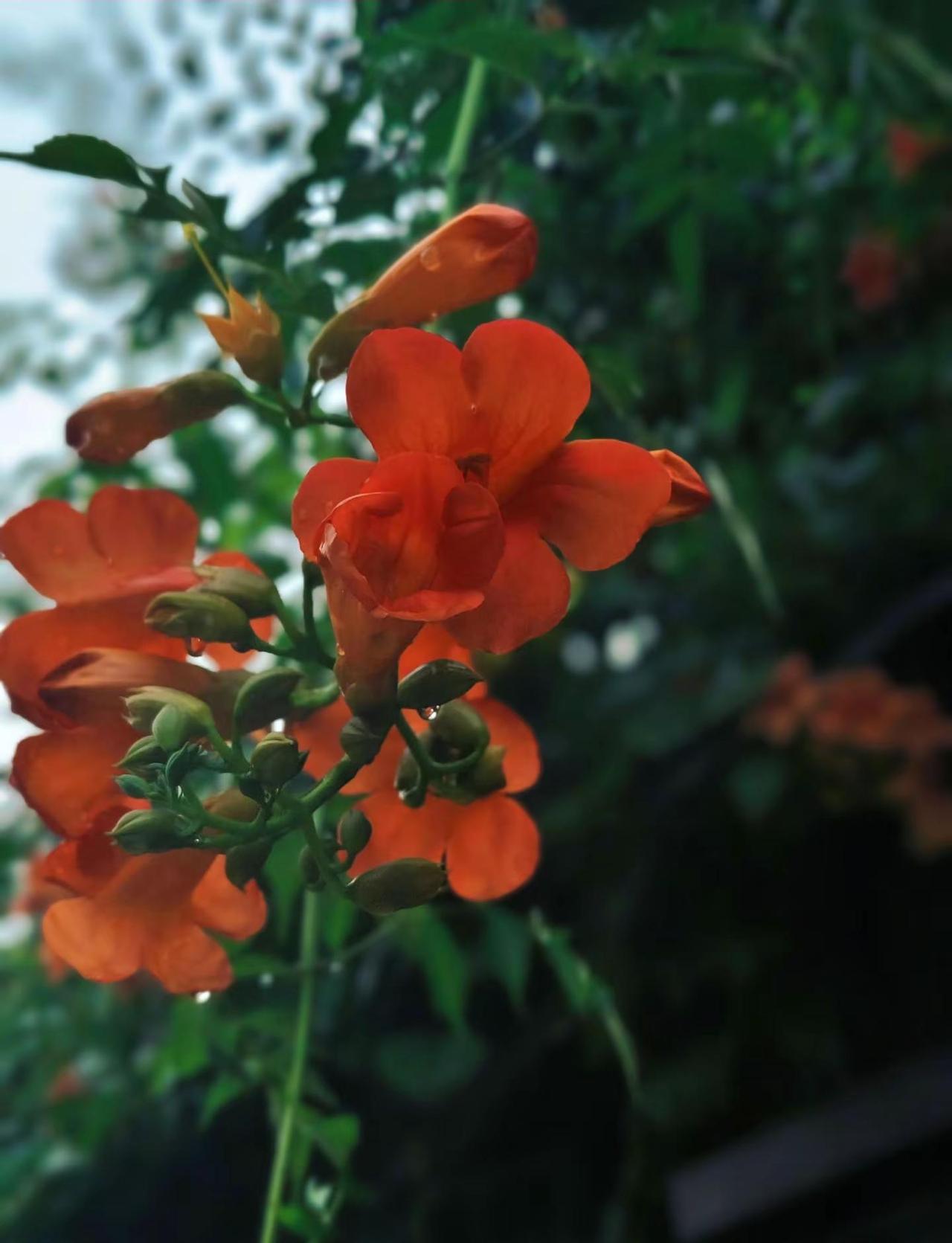 绿叶藏清雨，橙花自安然，平凡的美好。真实生活分享计划治愈系 凌霄花开的夏天让人沉