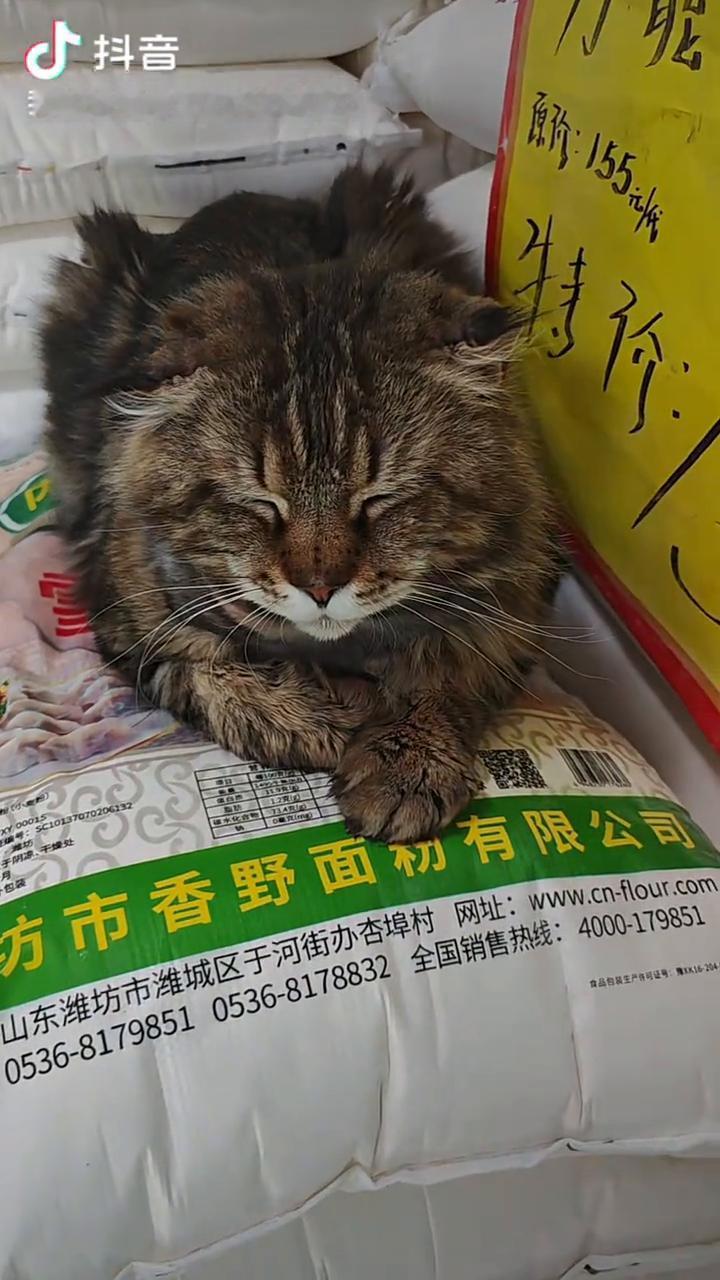 这猫怎么这么大？跟小狗一样的。是猫吗？展示展示身体。这猫，把手放下就知道了。这多