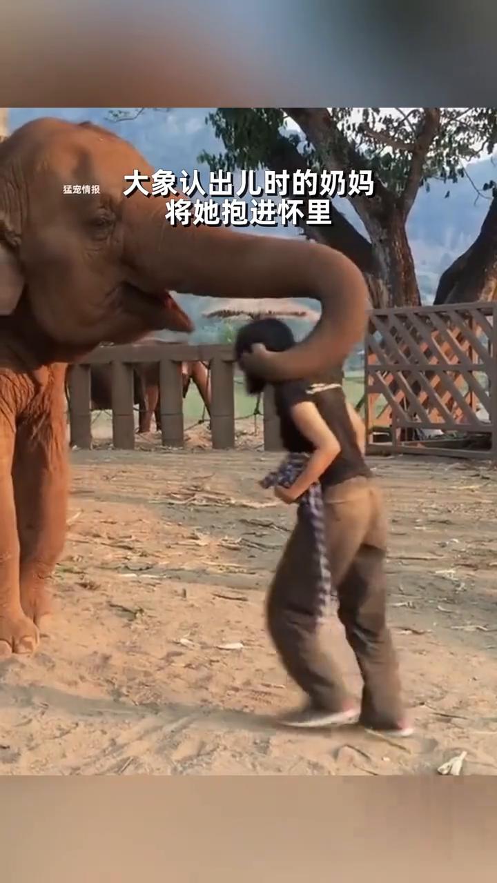 当小动物长大后再次见到儿时的人类父母，它们会有什么反应？
·狮子见到儿时的奶妈在