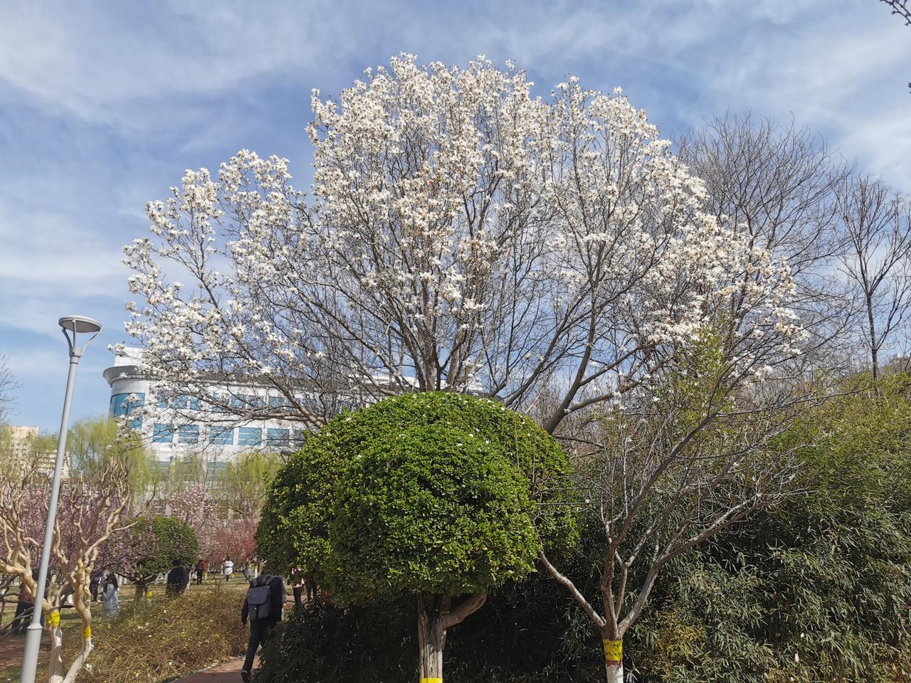 春天的氛围越来越浓烈，已经开始春色满园了。