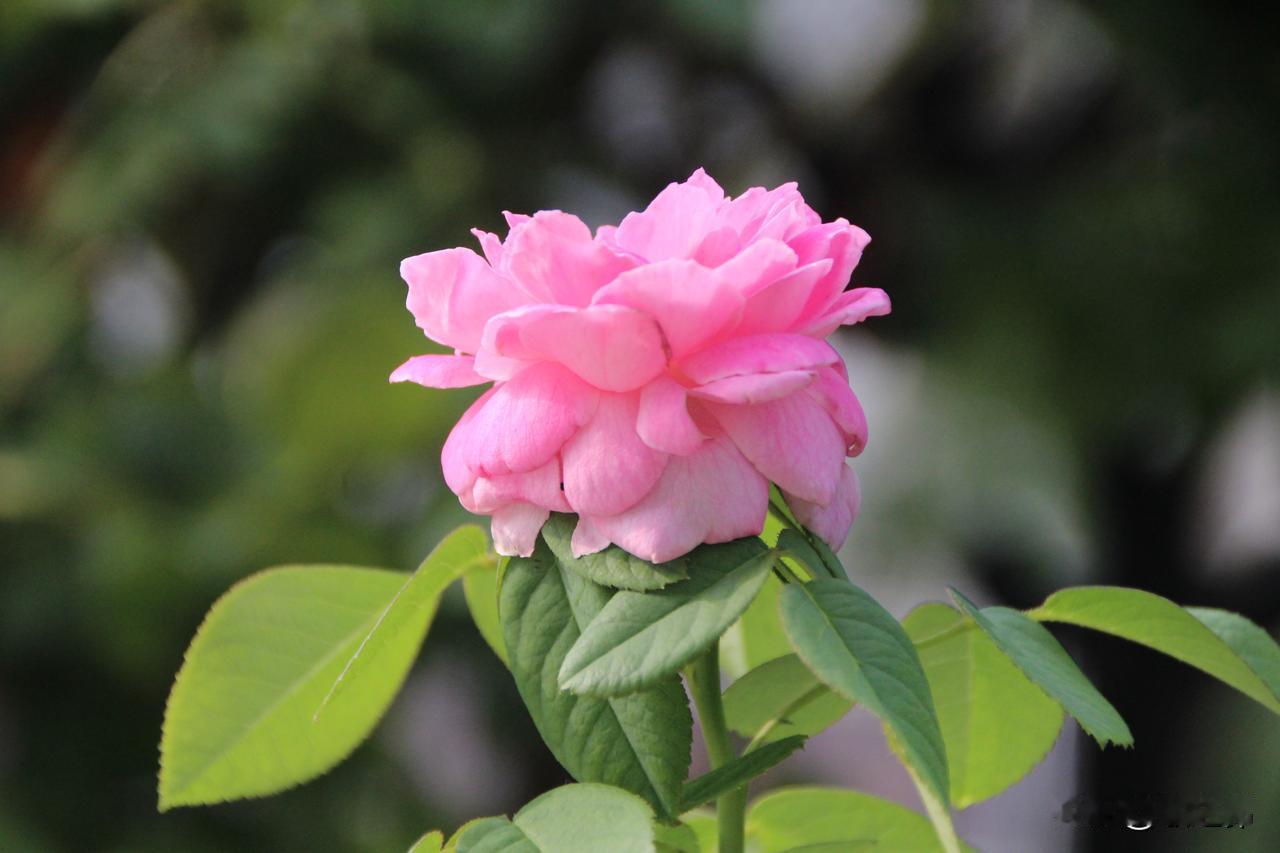 月季🌹的美，雅俗共赏。超脱了蔷薇的禁锢，取代了玫瑰的香氛精灵！美得无与伦比——
