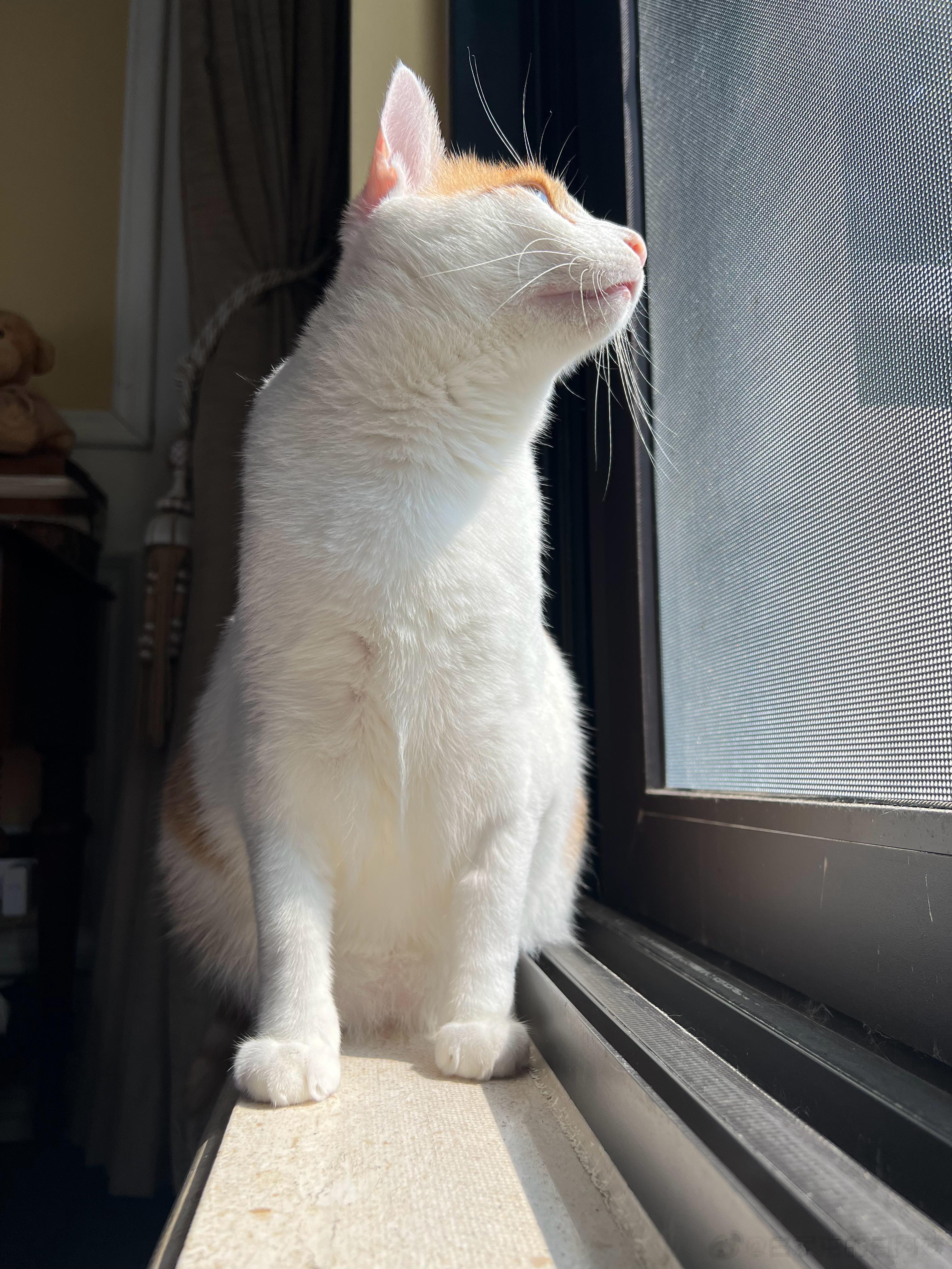 小咪的颜值，在猴里算好看的，在小猫咪里算垫底的，如果凤尾和鸡头，那不如还是做鸡头