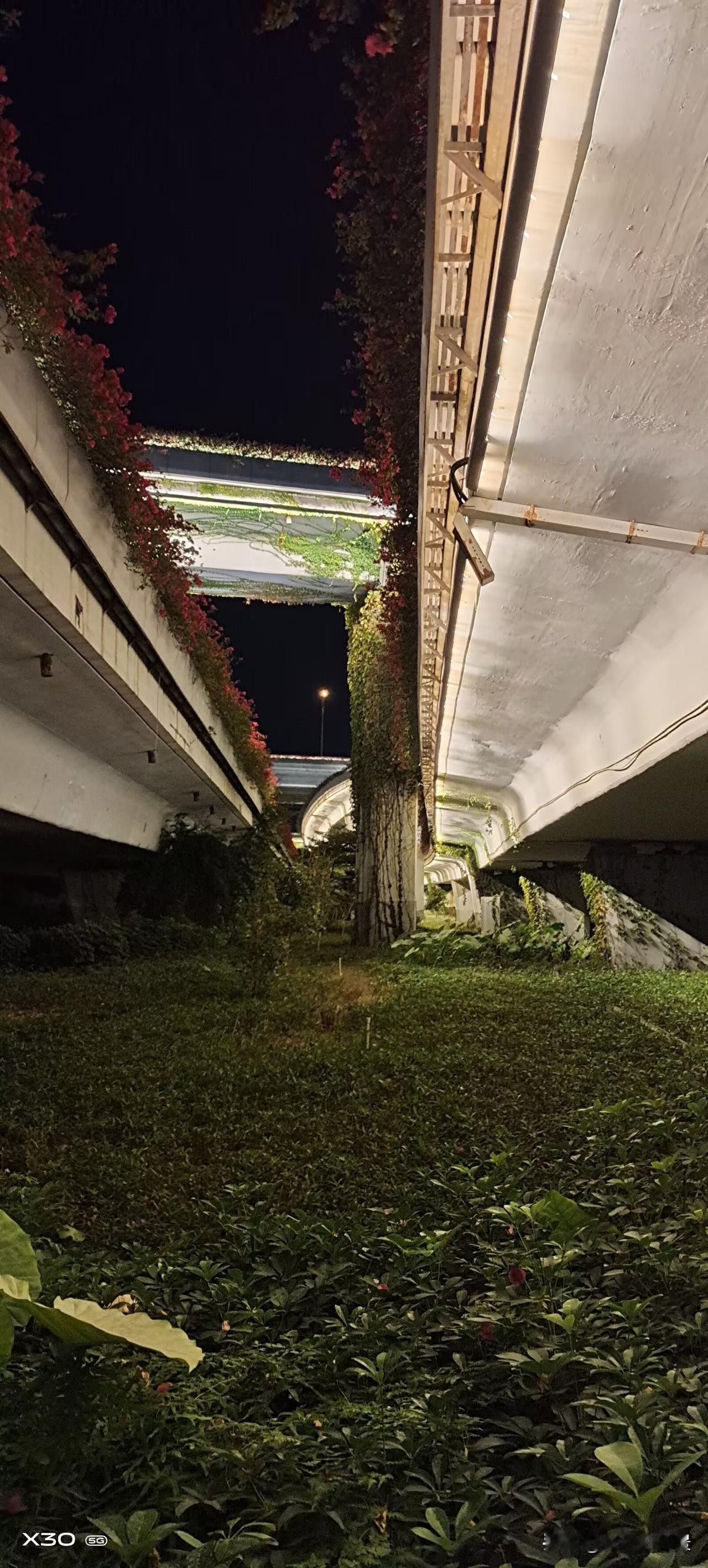 泉州后渚大桥确实担得起“最漂亮”这仨字。桥上种满三角梅，独特花型和超长花期，让生