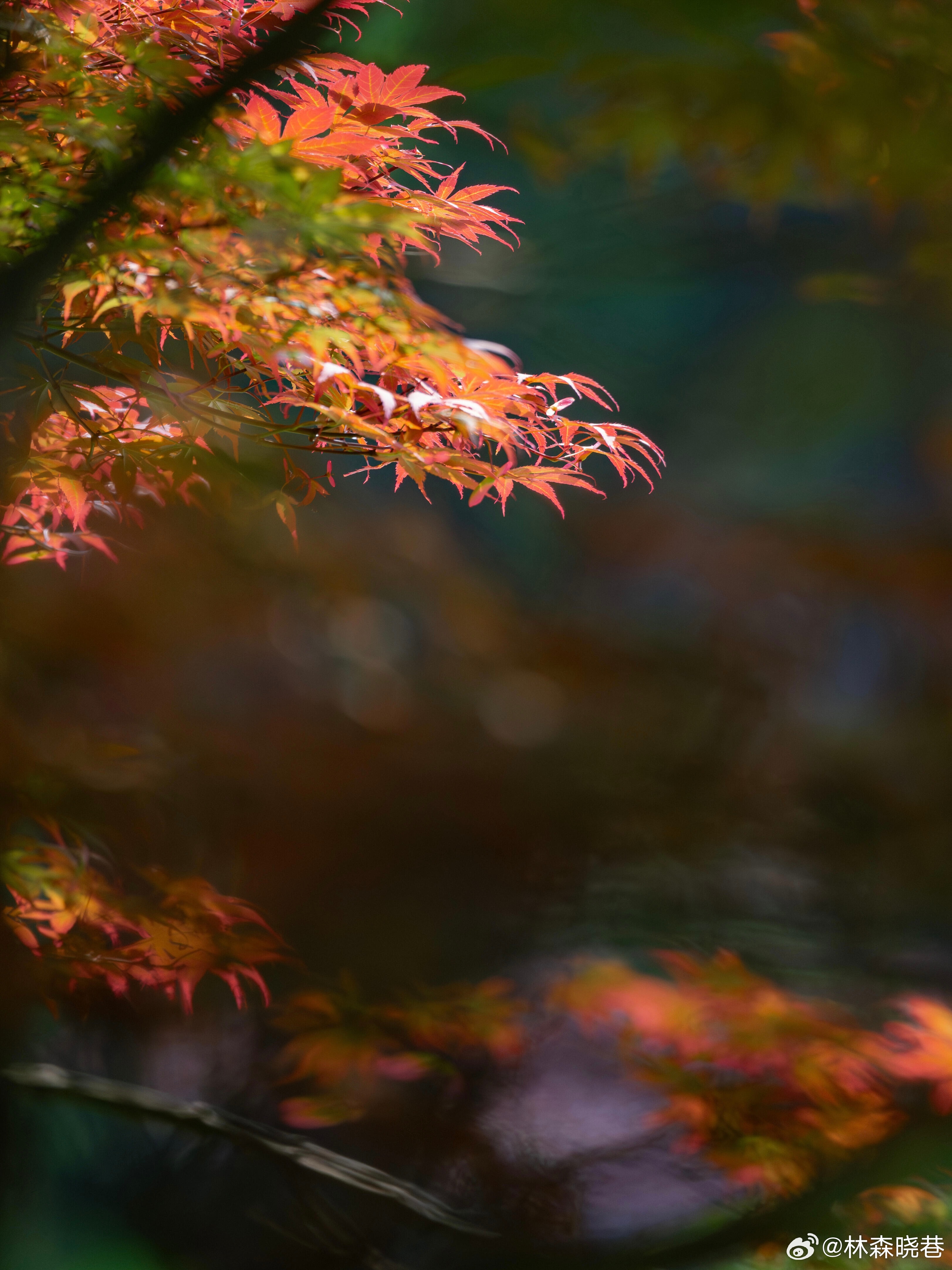 摄影  早晨，池塘里的睡莲懒懒散散地舒展花瓣，在翠绿的圆叶间浮着，水面偶尔漾开细