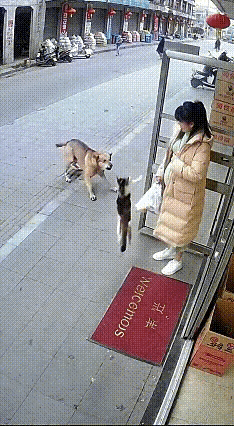 年度暖心名场面！恶犬扑向孕妇，一只猫挺身而出
刚刷到的视频看得人手心冒汗！
一名