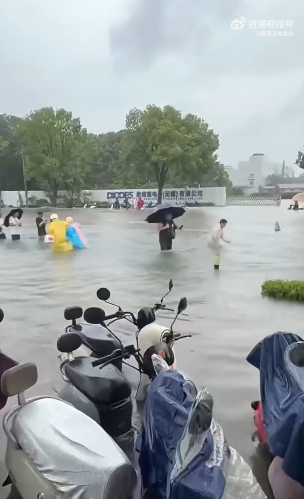 上海变海上 这白海豚的威力也太大了，出门都可以划船了这应该都居家办公吧？出门太危