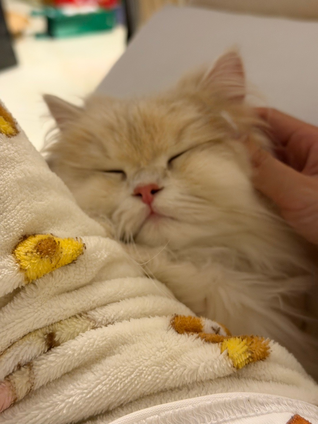 每天就这么不修边幅地写手帐中 