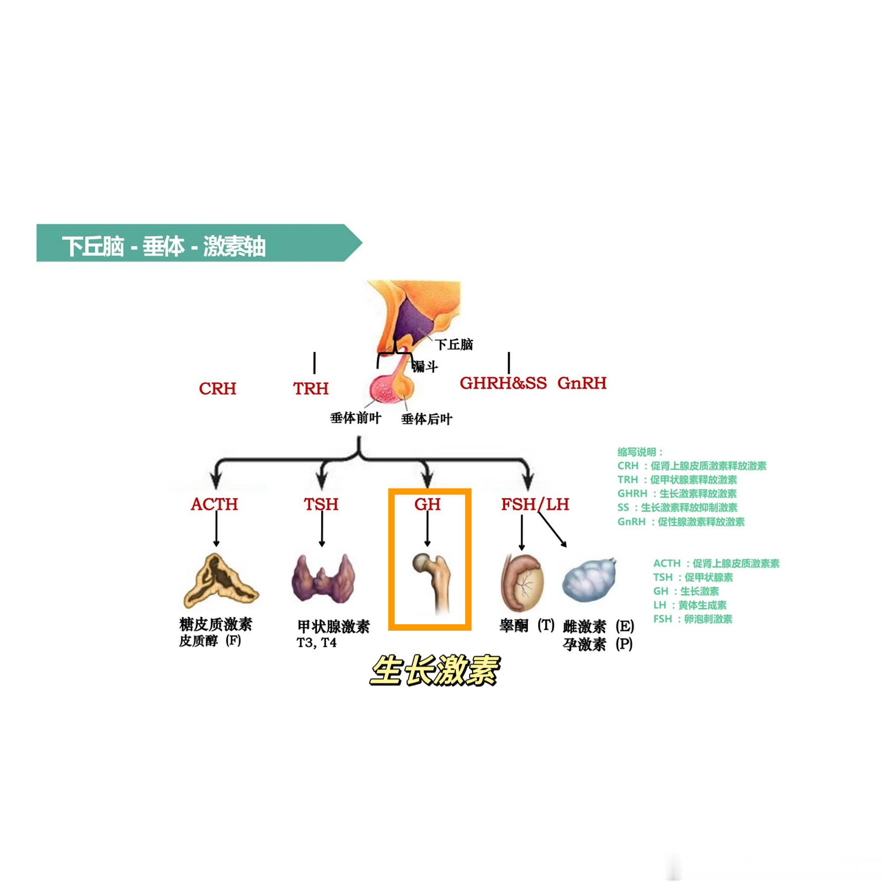 看图说话：下丘脑-垂体操控各种激素的分泌，生长激素只是其中之一，彼此之间互相影响