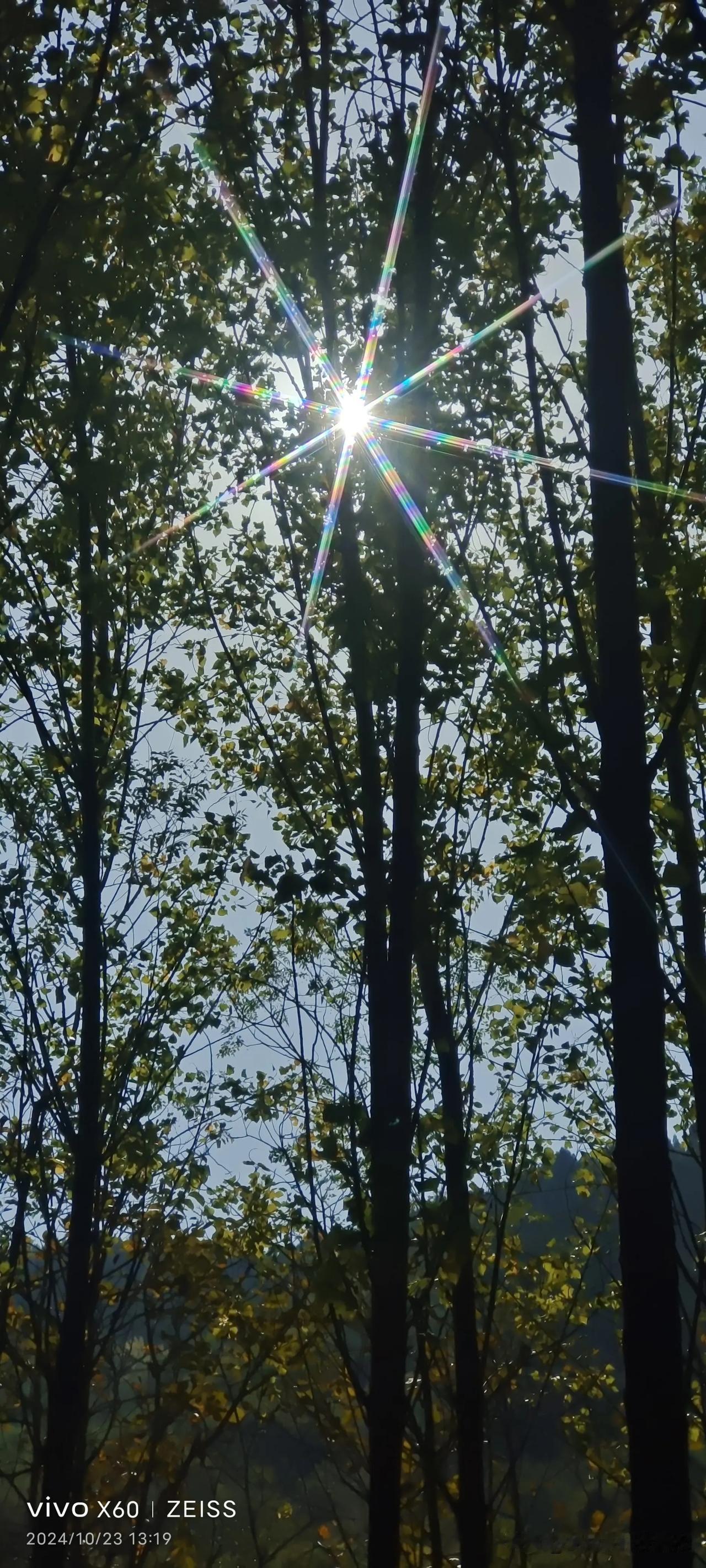 #分享随手拍金黄色的树叶#