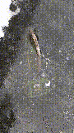 本来合计做点好事，为了救这台被冻到冰层以下的自行车，三个人费了20多分钟，由于水