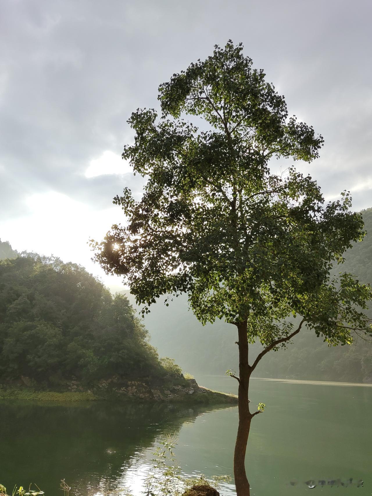 这香樟树在光照下，看上去好苗条，不过它开的花是绿白或带黄色，果卵球形或近球形，紫