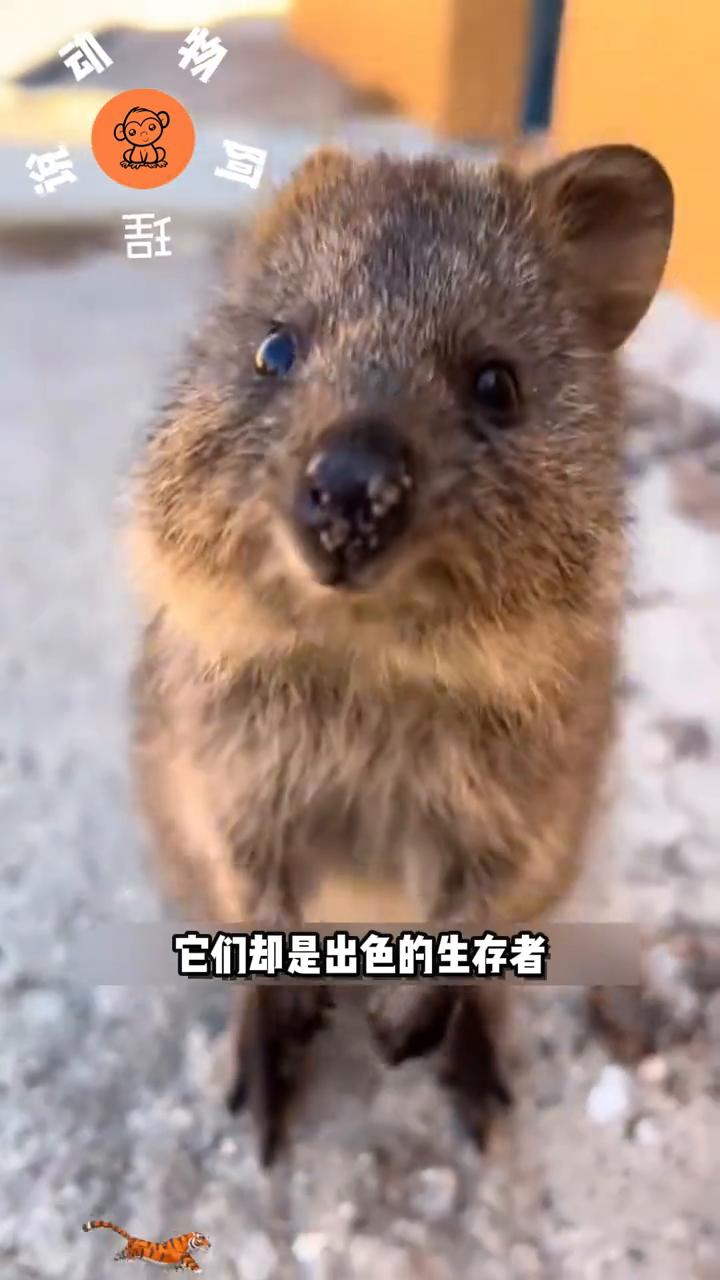 短尾矮袋鼠看起来总像在微笑，但这和快乐毫无关系。它们是小型有袋动物，大部分时间都