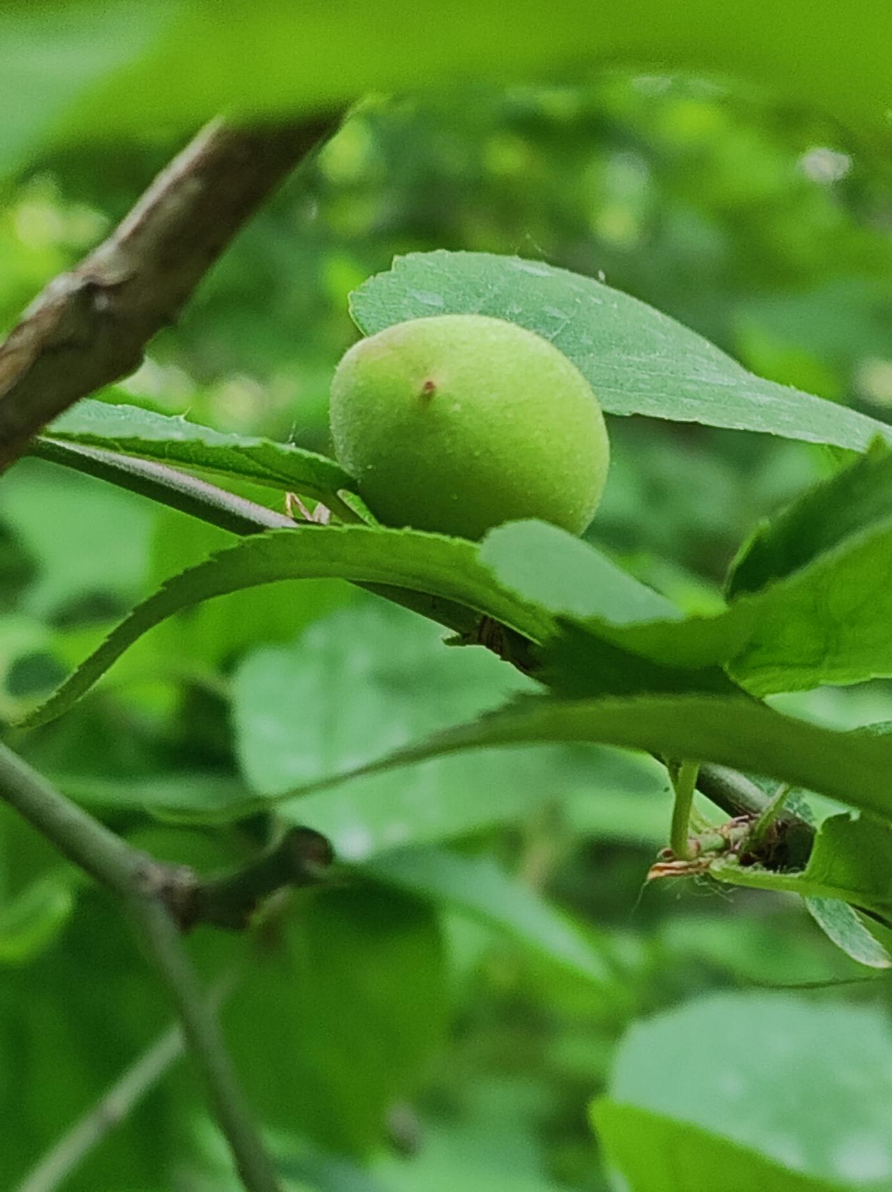 梅花的果实

暮春，小梅山一派葱绿。冬天来过很多次，只为寻找那朵最美的花。今天路