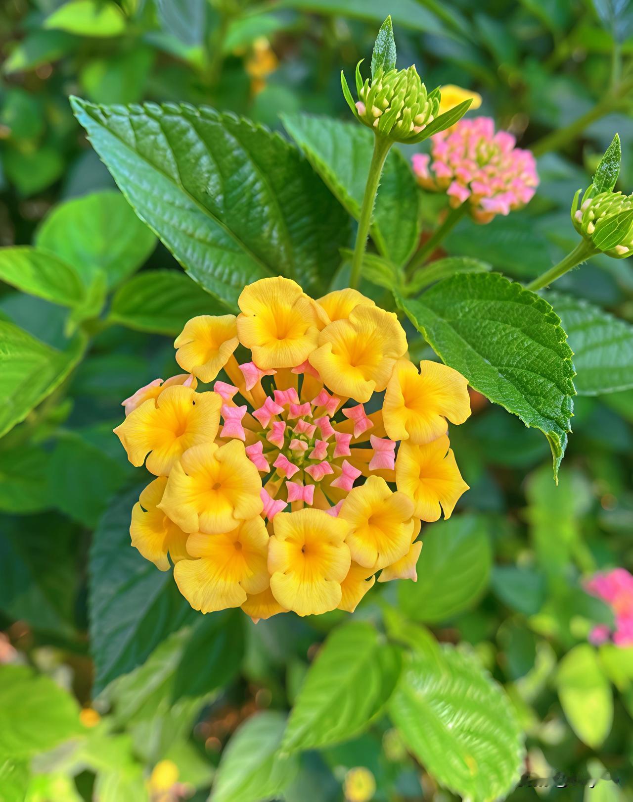 马缨丹，别名五色梅、臭草，属于马鞭草科马缨丹属的常绿灌木或蔓性灌木。

花朵密集