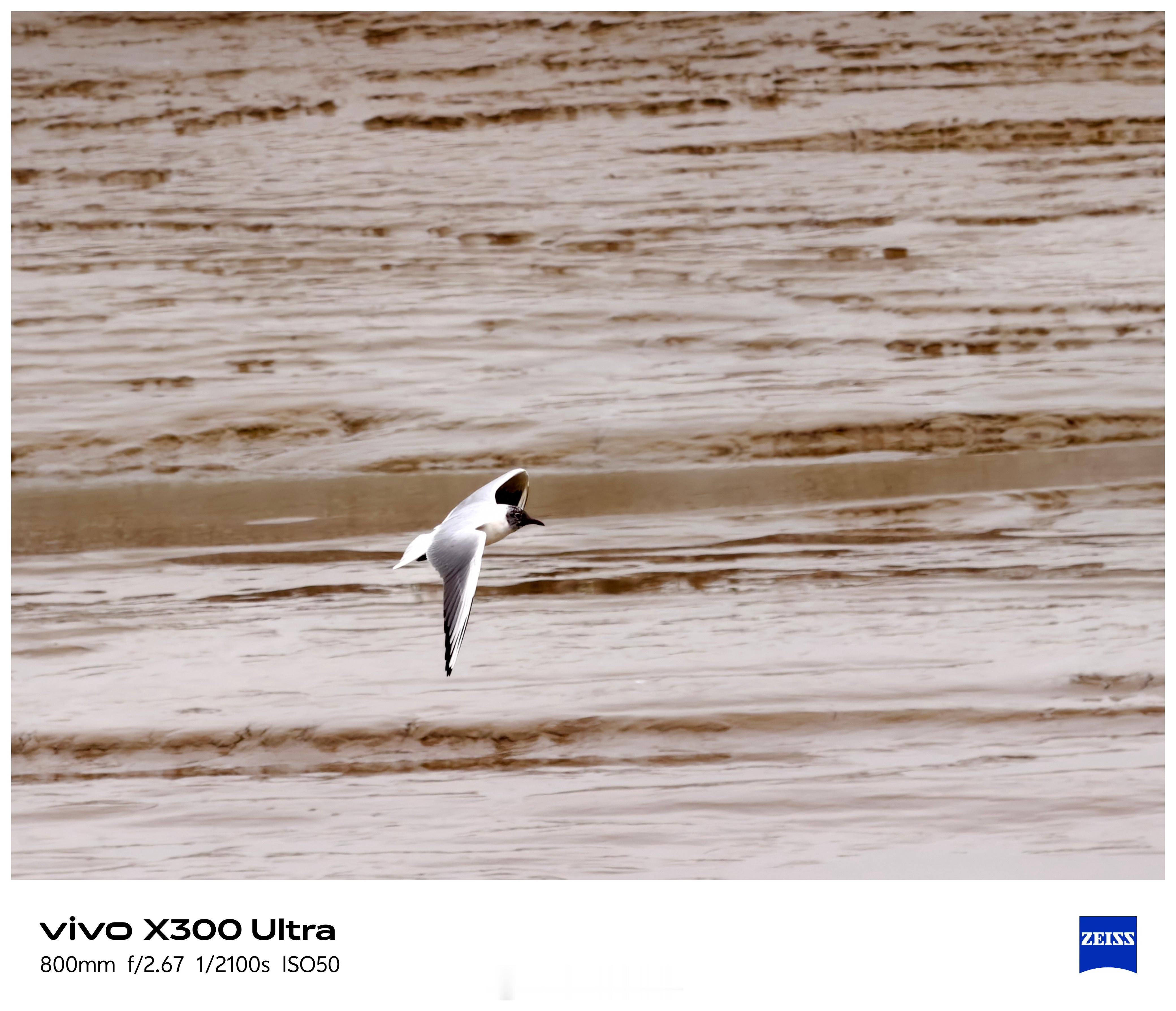 最近去湿地拍候鸟，第一次明显感受到“看得到也拍得到”。用vivo X300 Ul