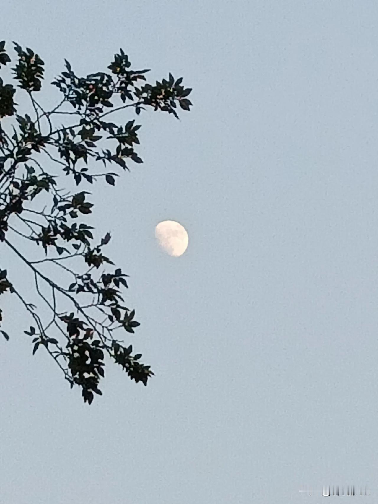 月照枝头影，风拂叶间声。