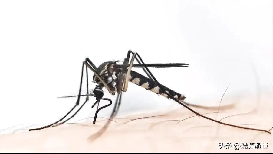 今年蚊子堪称“史诗级加强”，其实根本不是蚊子变异，而是生态彻底失衡了。暖冬让大量