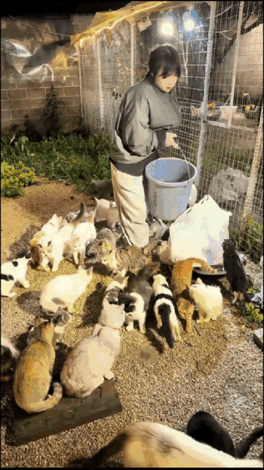 看哭了！”云南，一女子为了养活收养的120多只流浪猫，一年内“蹭”了近百场婚宴，