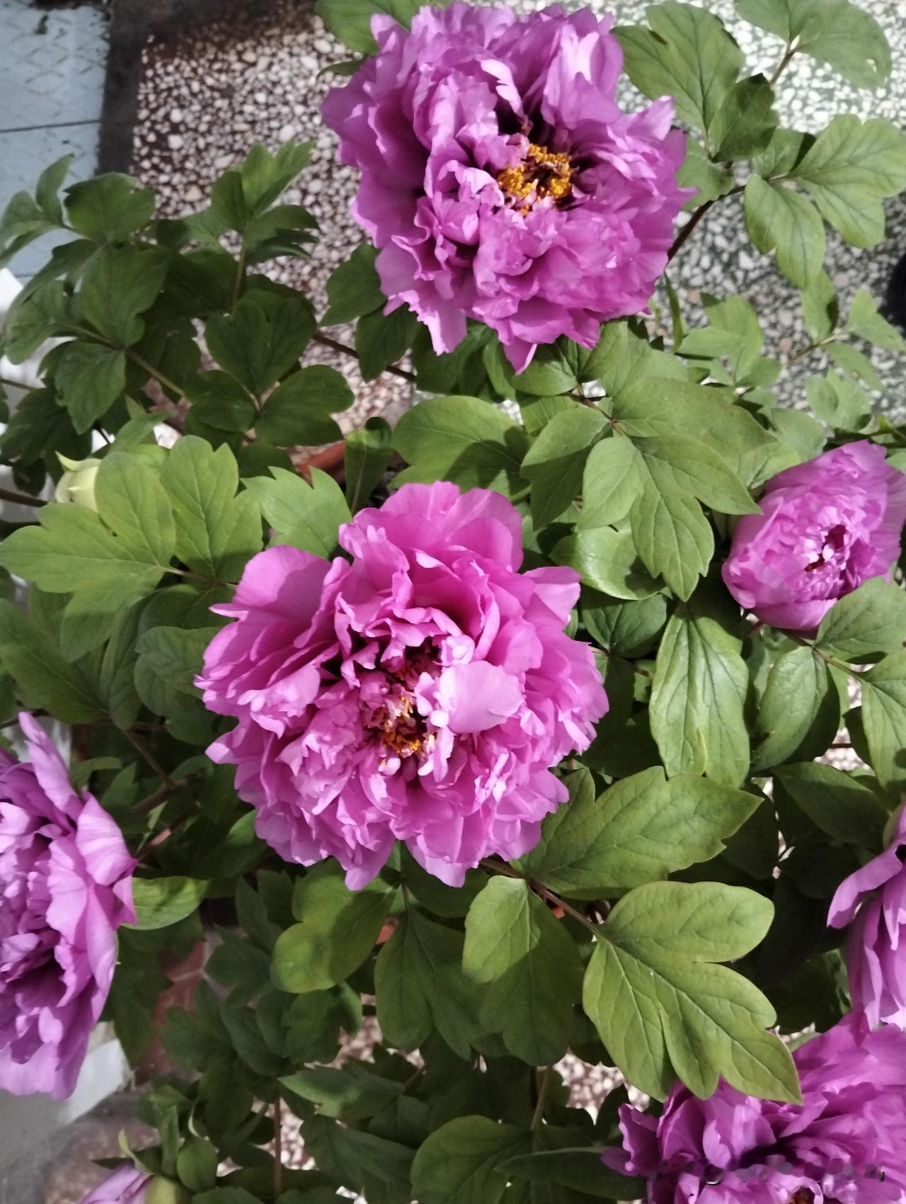 春节前，朋友送了一盆牡丹。
那天是腊月二十七，
夜里还下着小雪，
谁也没有想到，