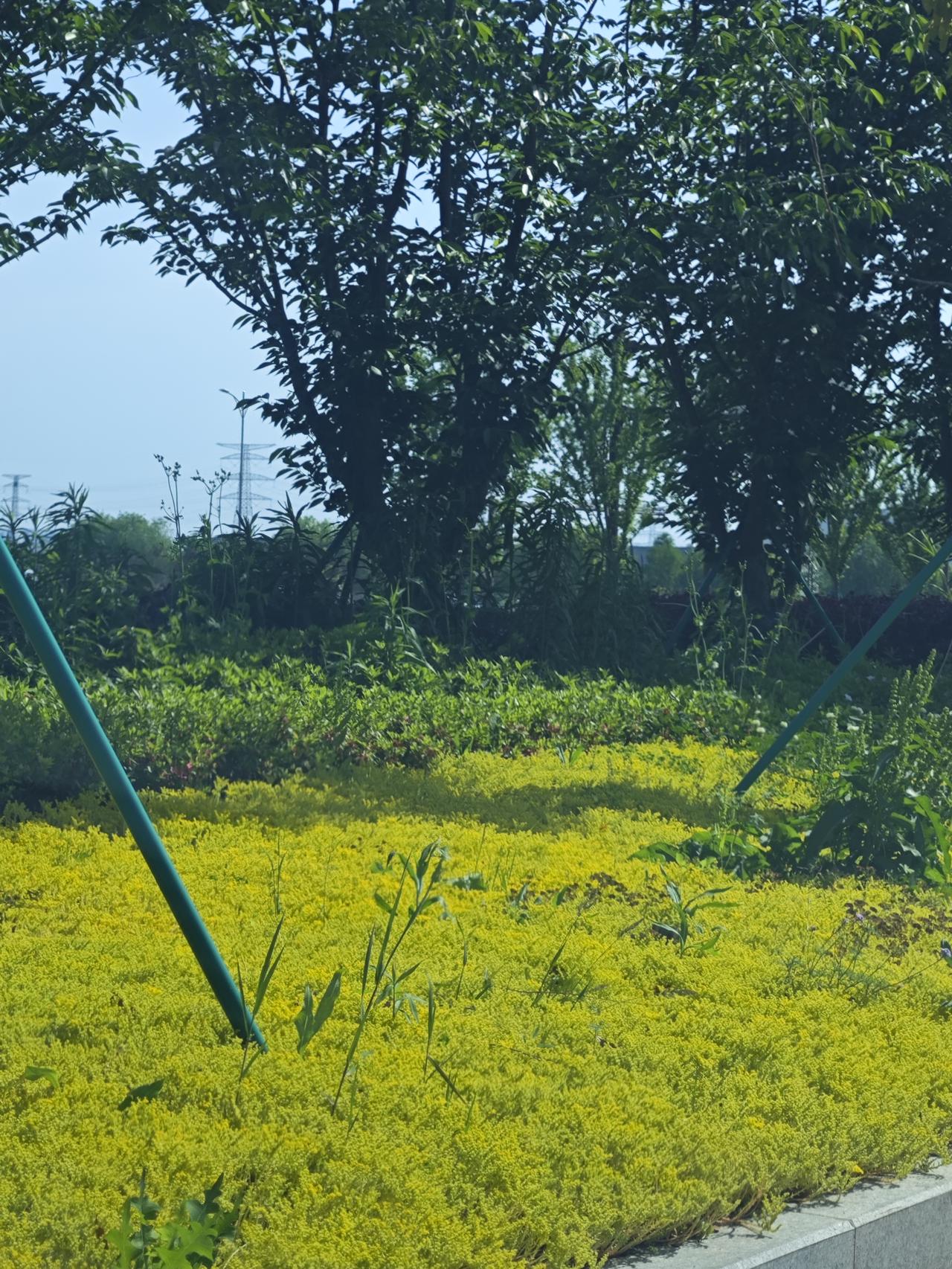 五一去嘉兴，早早下了高速走国道，多欣赏沿途风景，这一走，算是走对了。

两边的绿