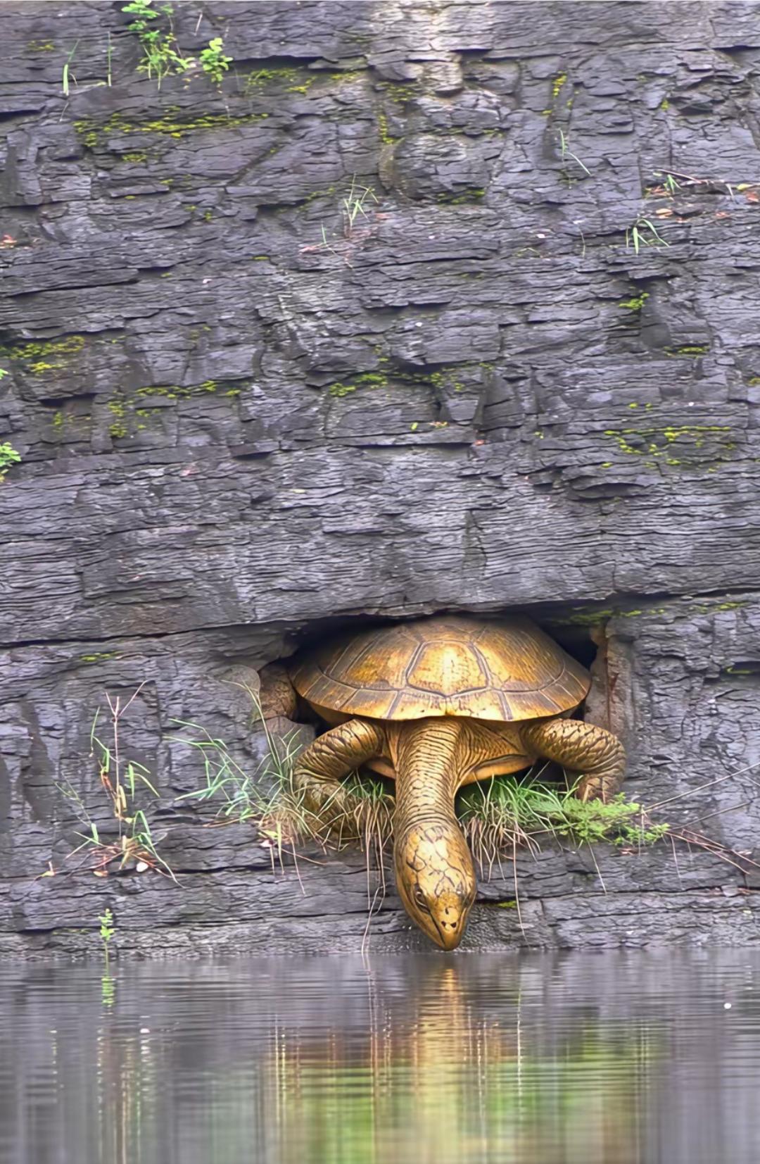 见金龟，接好运连连。